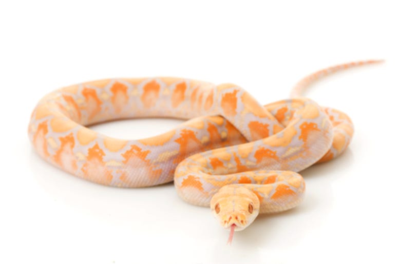 Albino Python