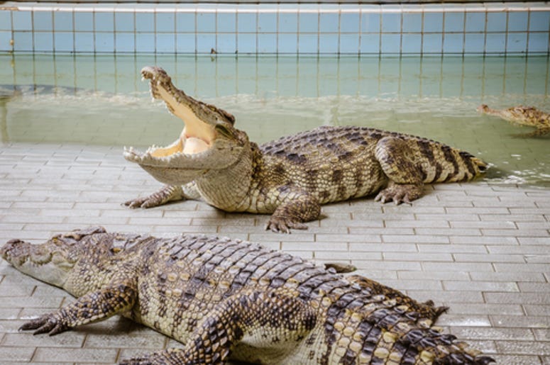 Alligator Farm
