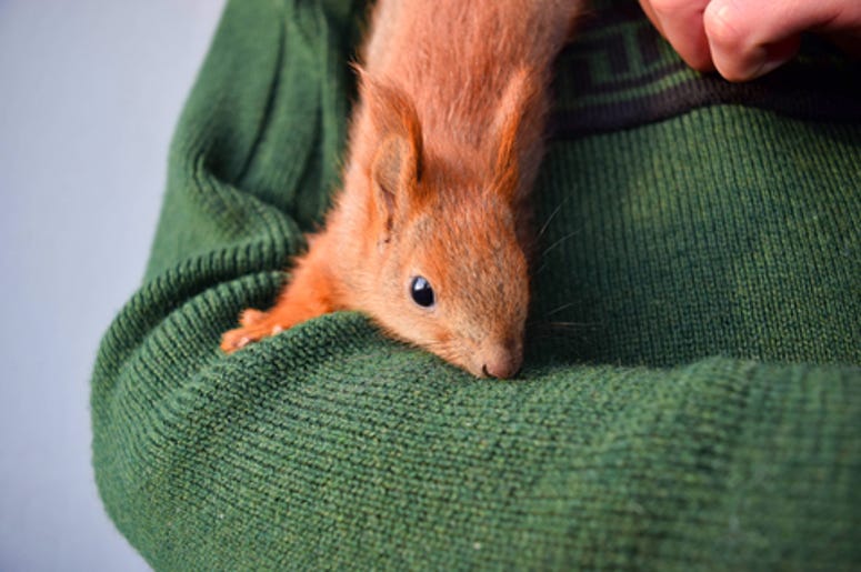 Pet Squirrel