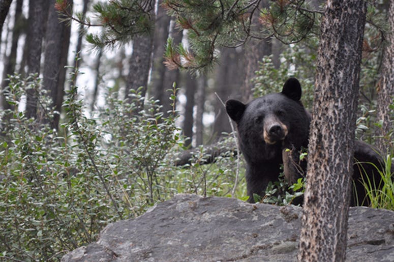 black bear in the woods