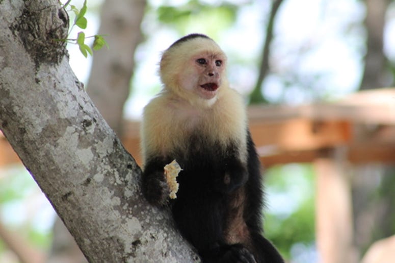 Capuchin Monkey