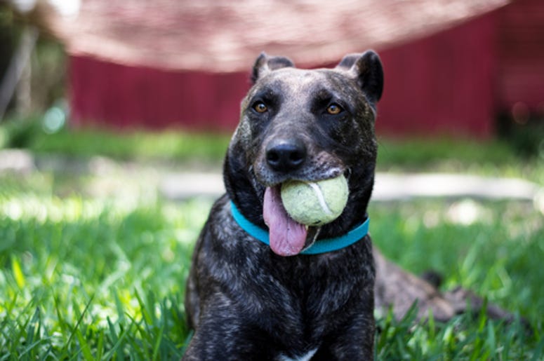 Dog with a Tennis Ball