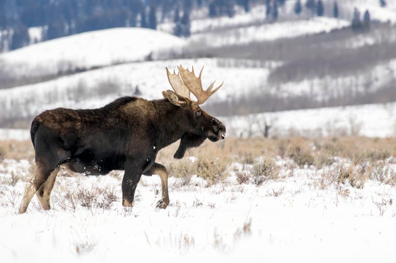 Bull Moose