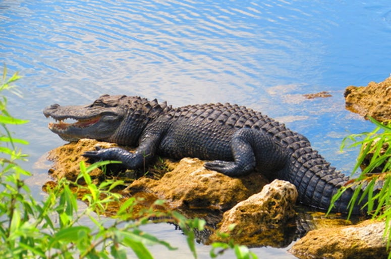 Alligator