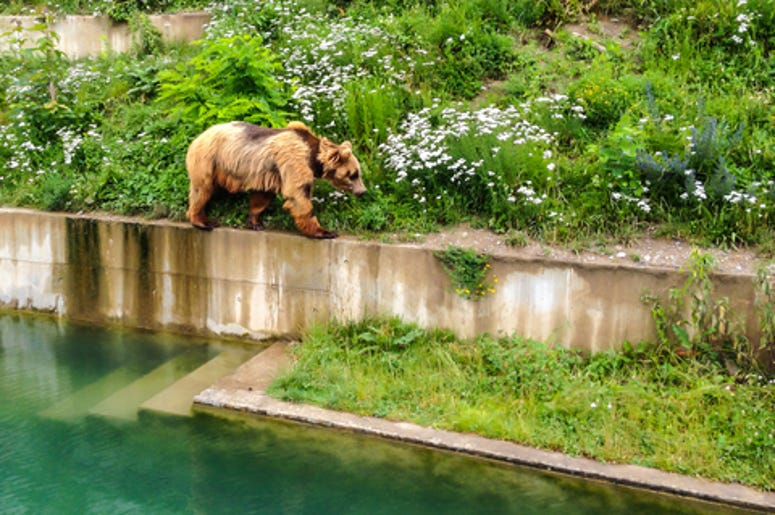 Bear Walking