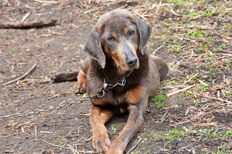 Sad, Lonely, Dog, Chained, Outside Sad, Lonely, Dog, Chained, Outside