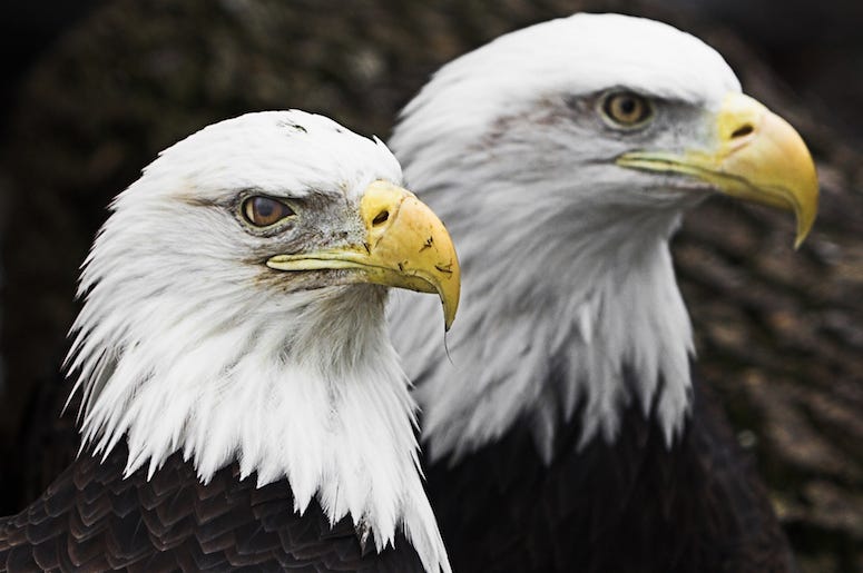 Bald Eagles, Birds, Majestic, Two Bald Eagles, Birds, Majestic, Two