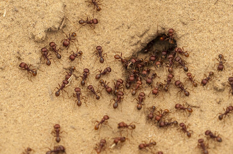 Ants, Anthill, Swarm Ants, Anthill, Swarm