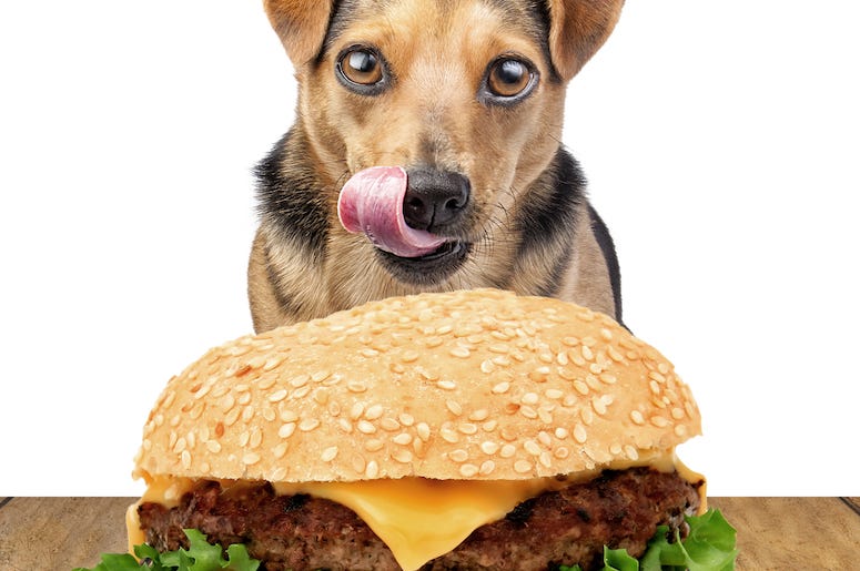 Dog, Tongue, Begging, Hamburger Dog, Tongue, Begging, Hamburger