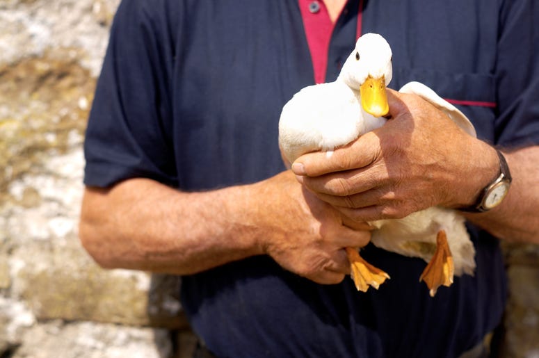 Guy Holding a duck