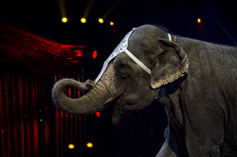 circus elephant circus elephant