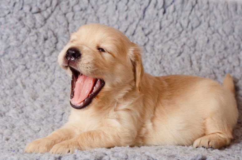 Golden retiever puppy yawning Golden retiever puppy yawning