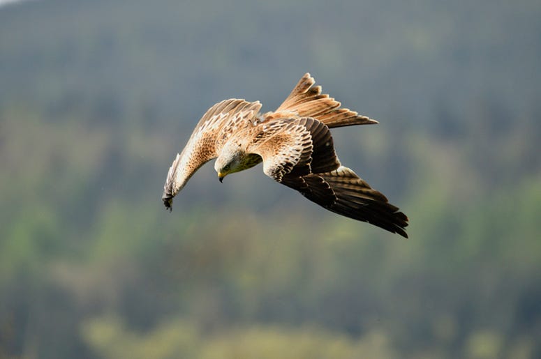 Diving bird-hawk Diving bird-hawk