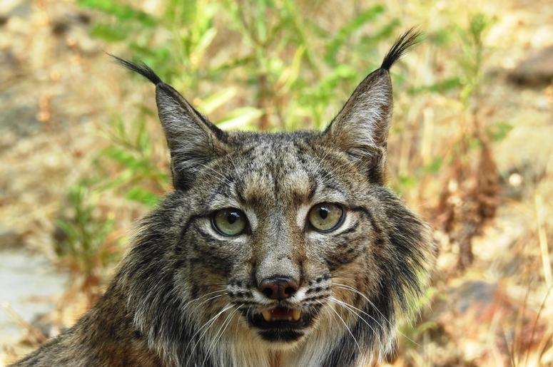 Lynx Conversation Lynx Conversation