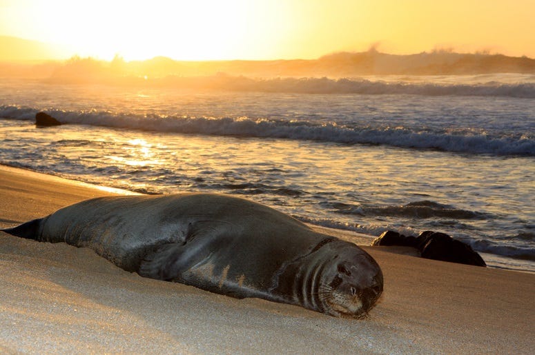 monk_seal monk_seal