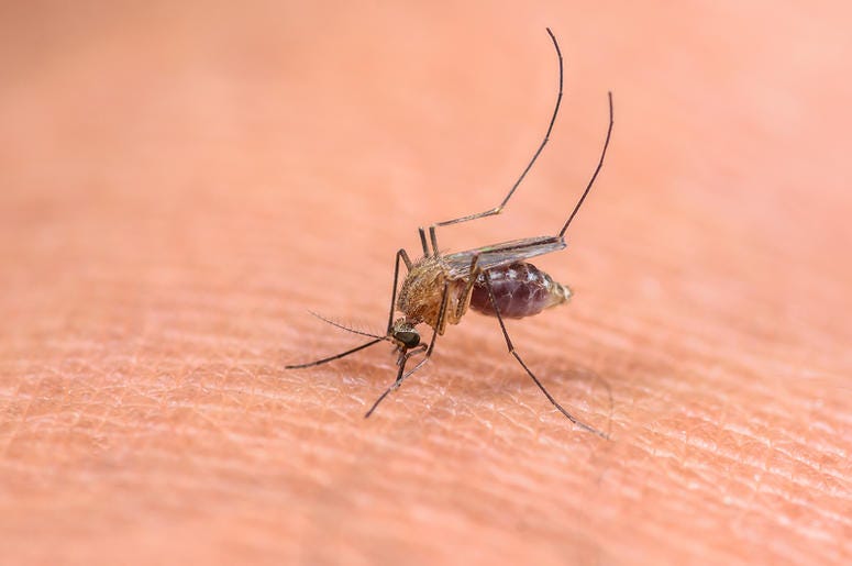 mosquito mosquito