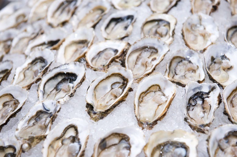 oysters oysters
