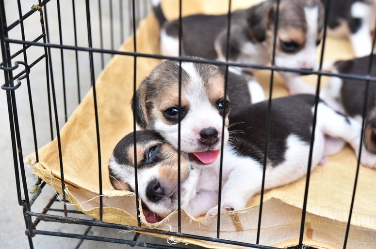 puppy puppy