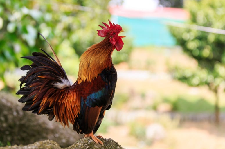Rooster crowing Rooster crowing