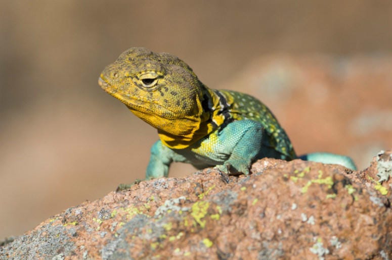 Lizard eyeing prey 100.3 Jack FM,Trader Joe's,Dead,Lizard,Kale,Greens,Viral,Gross,Food