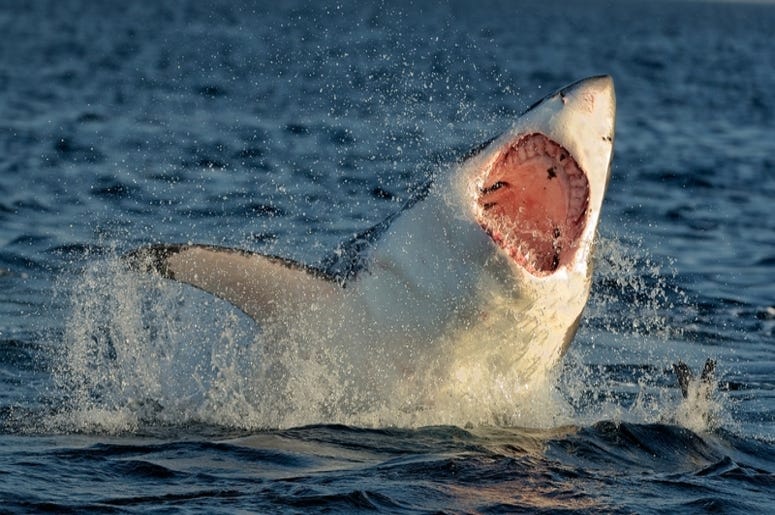 shark shark