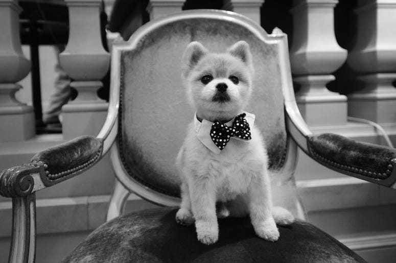 Pomeranian