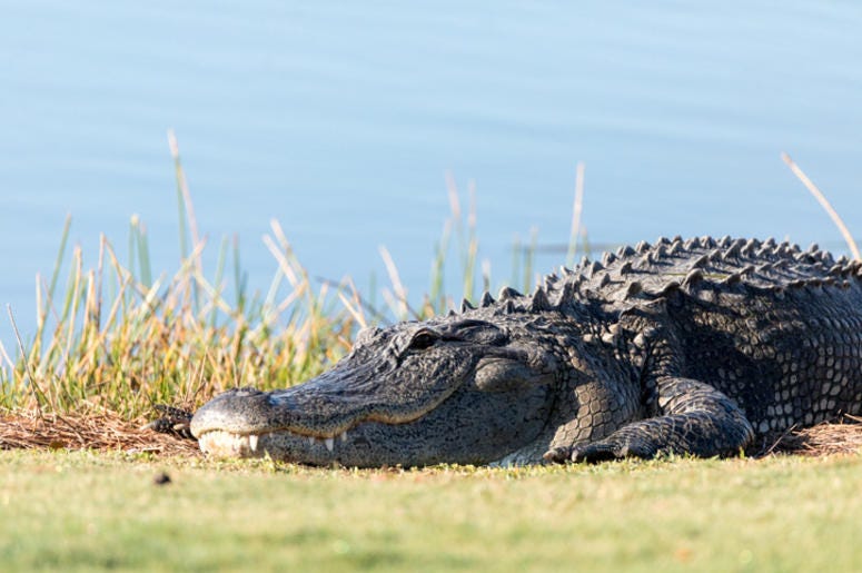 Alligator Alligator