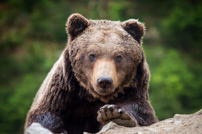 Bear Bear