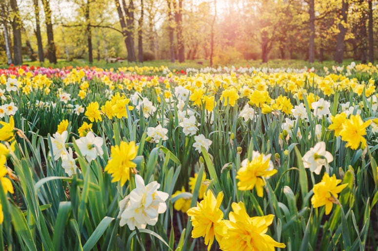 Daffodils Daffodils