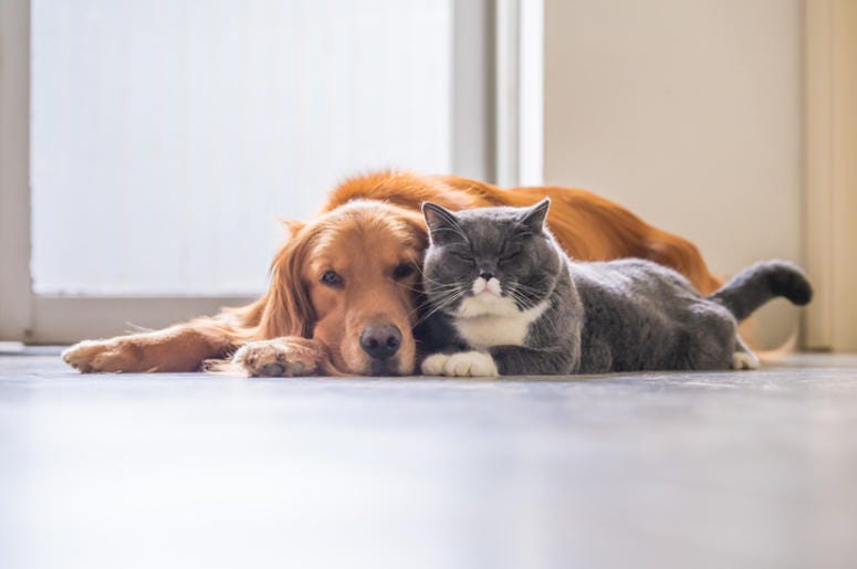 Dog_And_Cat Dog_And_Cat