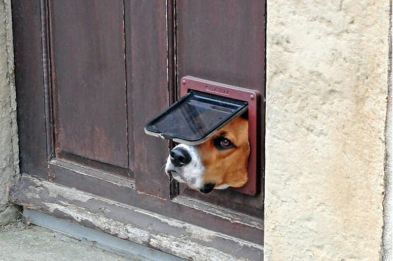 Dog stuck