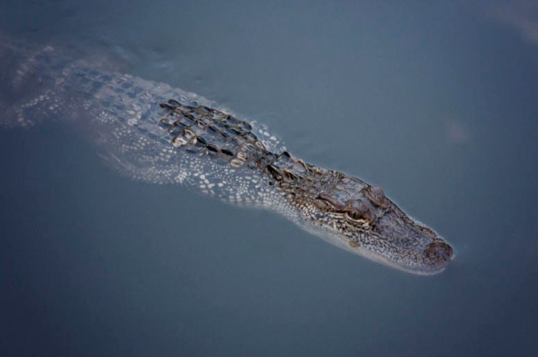Alligator