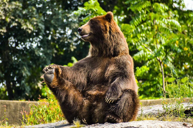 Bear, Sitting Up, Rocks, Forest, Cute, Funny, Grizzly Bear, Stretch Bear, Sitting Up, Rocks, Forest, Cute, Funny, Grizzly Bear, Stretch