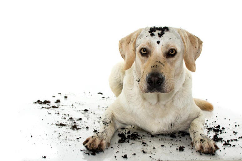 Dirty Dog
