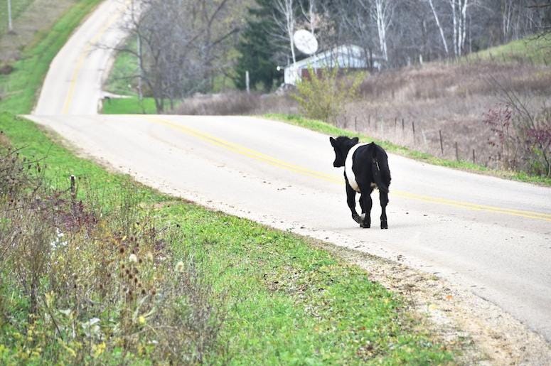 Young Cow, Running, Free, Street, Escape Young Cow, Running, Free, Street, Escape