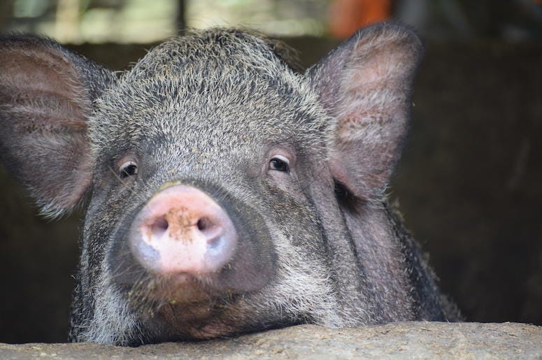 Pig, Cochon noir, Close Up, Snout Pig, Cochon noir, Close Up, Snout