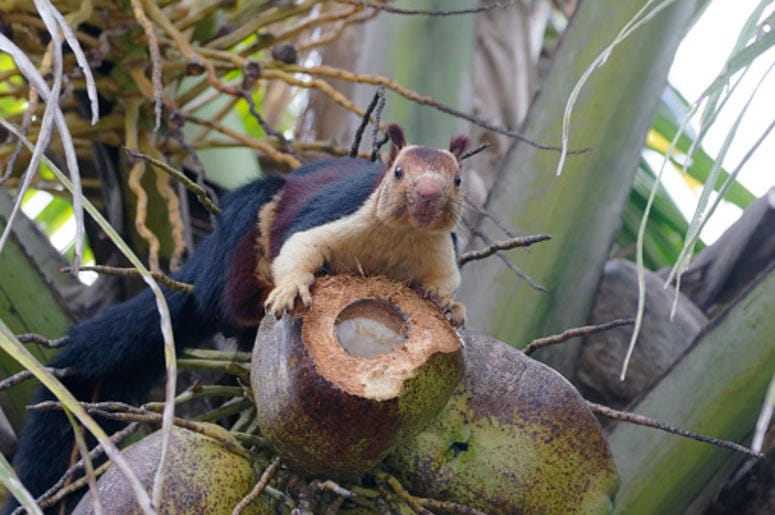 Giant Malabar Squirrel
