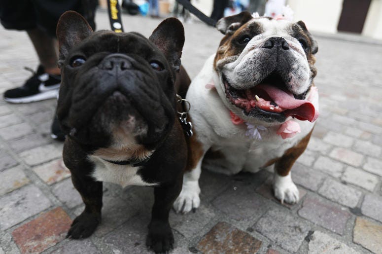 dogs dogs