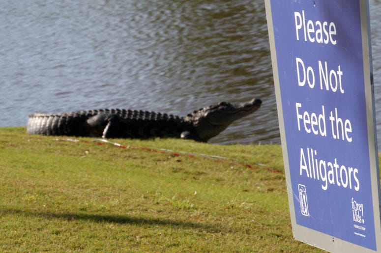 Alligator sign