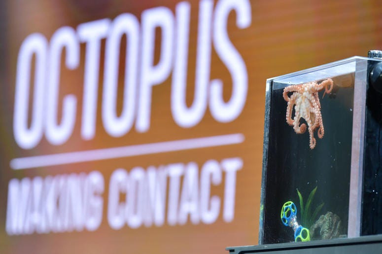 octopus octopus
