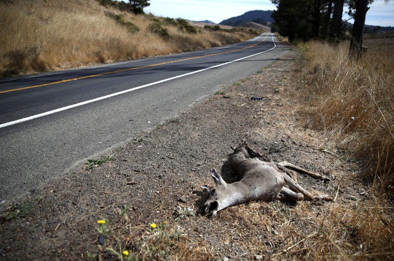 roadkill roadkill