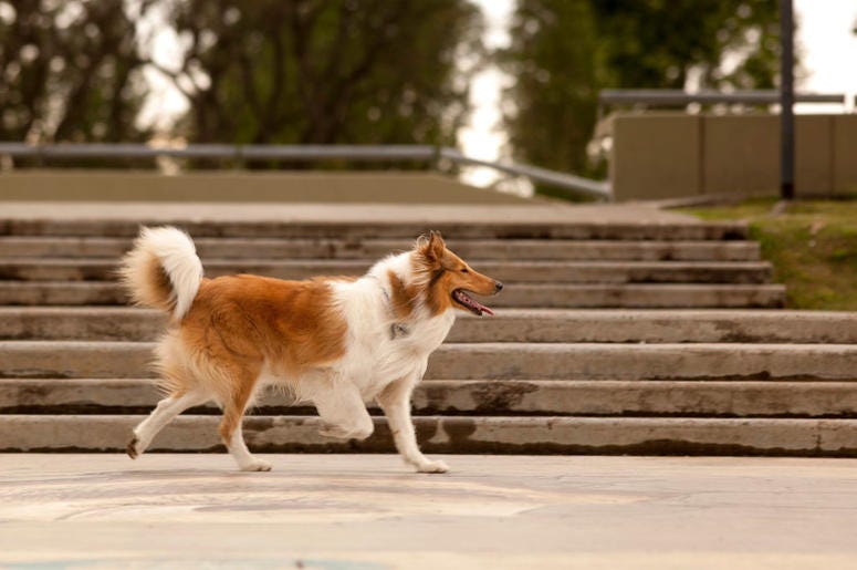 dogs dogs
