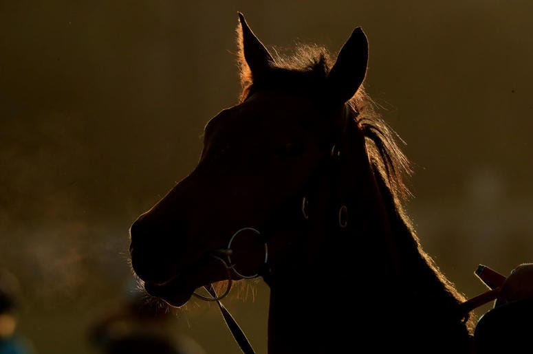 horse horse