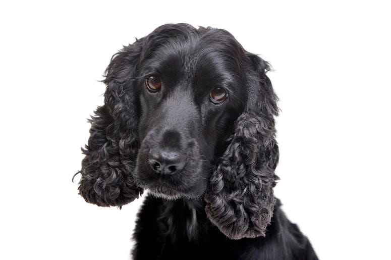 Black Cocker Spaniel