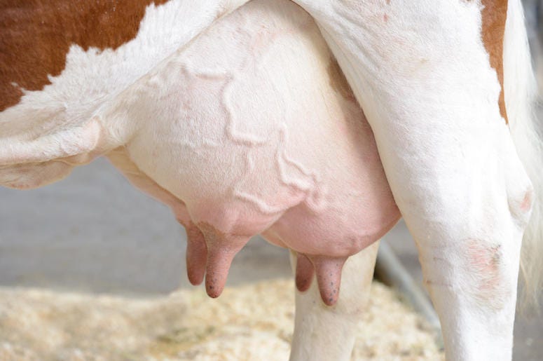 Cow, Udder Cow, Udder