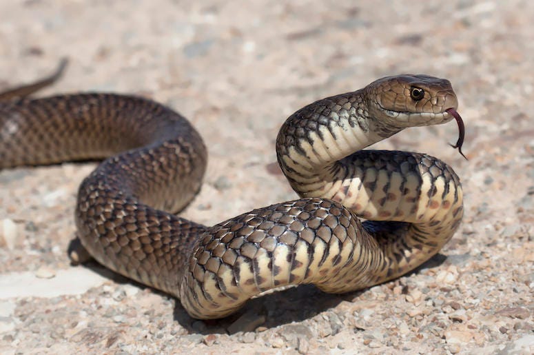 Eastern Brown Snake, Outdoors, Rock, Tongue Eastern Brown Snake, Outdoors, Rock, Tongue