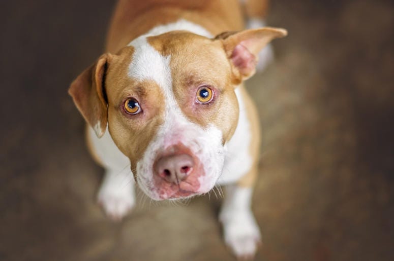 Pit Bull