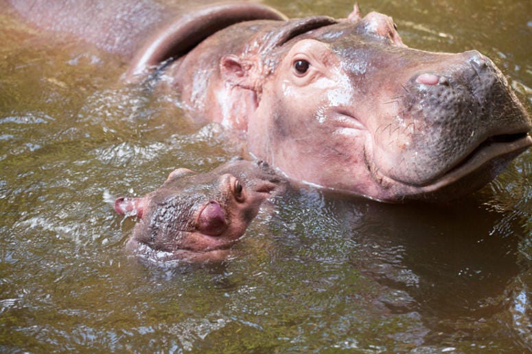 Hippo and her calf