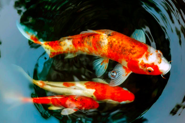 Koi Fish, Pond, Water, Fish, Orange Koi Fish, Pond, Water, Fish, Orange