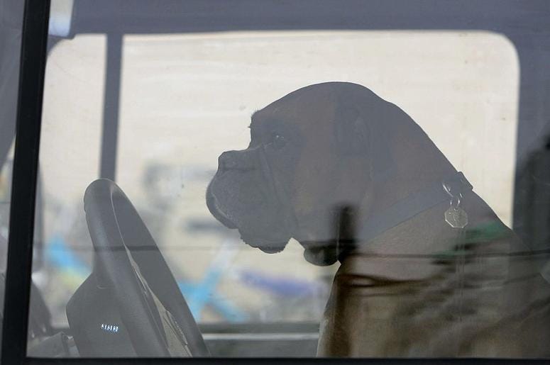 dog in car dog in car